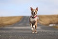 American staffordshire terrier is running Royalty Free Stock Photo