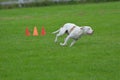 American Staffordshire Terrier running in the field. Royalty Free Stock Photo