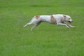 American Staffordshire Terrier running in the field. Royalty Free Stock Photo