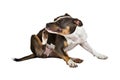 American staffordshire terrier scratchy Royalty Free Stock Photo