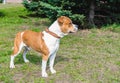 American Staffordshire Terrier sideview