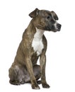 American Staffordshire Terrier sitting Royalty Free Stock Photo