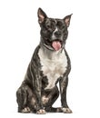 American Staffordshire Terrier sitting against white background Royalty Free Stock Photo