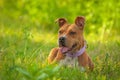 American Staffordshire Terrier sitting on the grass Royalty Free Stock Photo