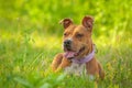 American Staffordshire Terrier sitting on the grass Royalty Free Stock Photo