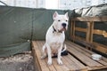 American Staffordshire Terrier standing in the park.