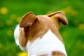 American Staffordshire Terrier with uncropped ears on green spring background.rear view Royalty Free Stock Photo