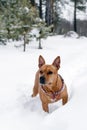 American Staffordshire terrier is walking on a snow in winter forest Royalty Free Stock Photo