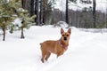 American Staffordshire terrier is walking on a snow in winter forest Royalty Free Stock Photo