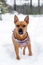 American Staffordshire terrier is walking on a snow in winter forest Royalty Free Stock Photo