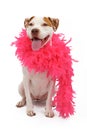 American Staffordshire Terrier wearing a boa Royalty Free Stock Photo