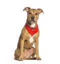 American Staffordshire terrier wearing a dog scarf Royalty Free Stock Photo