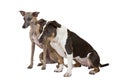 American staffordshire terrier and whippet listen Royalty Free Stock Photo