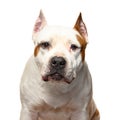 American Staffordshire Terrier on a white background Royalty Free Stock Photo