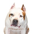 American Staffordshire Terrier on a white background Royalty Free Stock Photo