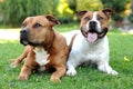 American Staffordshire terriers Royalty Free Stock Photo