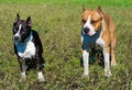 American Staffordshire Terriers black and brown Royalty Free Stock Photo