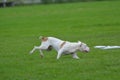 American Staffordshire Terrier running in the field. Royalty Free Stock Photo