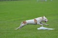 American Staffordshire Terrier running in the field. Royalty Free Stock Photo