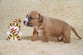 American staffordsire terrier puppy with a toy