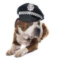 American stafforshire terrier and cap