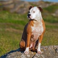 American stafforshire terrier in close-up sitting