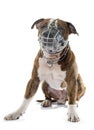 American stafforshire terrier and muzzle