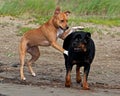 American stafforshire terrier playing with a Rottweiler