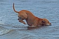 American stafforshire terrier who play and jump in the sea