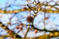 American storax or Liquidambar styraciflua in winter with spiky seeds