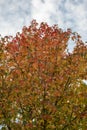 American sweet gum Liquidambar styraciflua autumn foliage