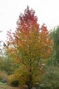 American sweet gum Liquidambar styraciflua tree with autumn foliage