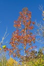 American Sweet gum Tree in the fall