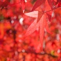 American Sweetgum