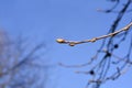 American sweetgum