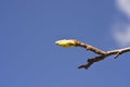 American sweetgum