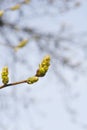 American sweetgum