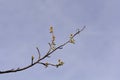 American sweetgum