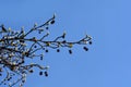 American sweetgum