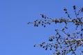 American sweetgum