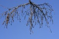 American sweetgum