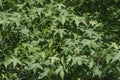 American sweetgum foliage