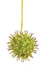 American sweetgum fruit