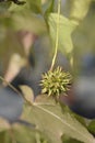 American sweetgum Royalty Free Stock Photo