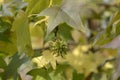 American sweetgum