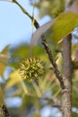 American sweetgum Royalty Free Stock Photo