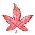 American sweetgum leaf.