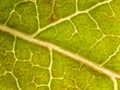 american sweetgum leaf in autumn under the microscope - optical microscope x32 magnification Royalty Free Stock Photo