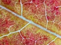 american sweetgum leaf in autumn under the microscope - optical microscope x32 magnification Royalty Free Stock Photo