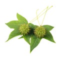 American sweetgum leaves with fruits Royalty Free Stock Photo